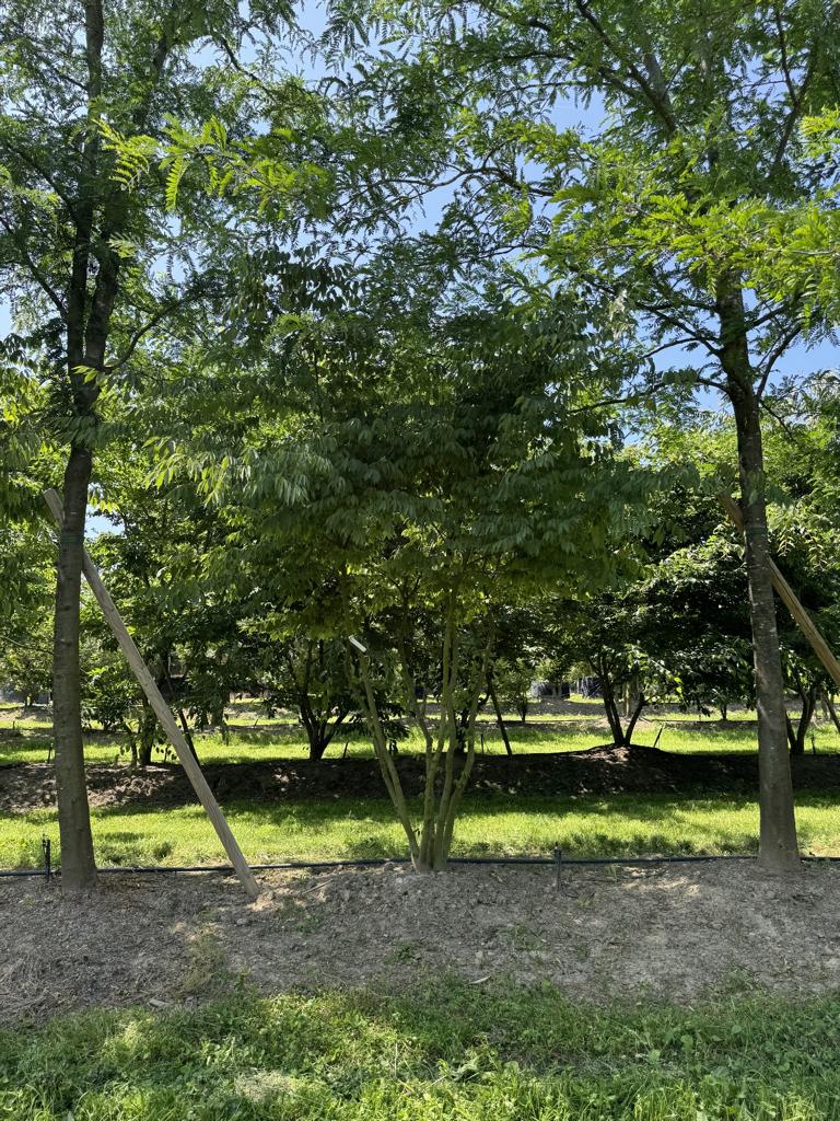 Zelkova serrata