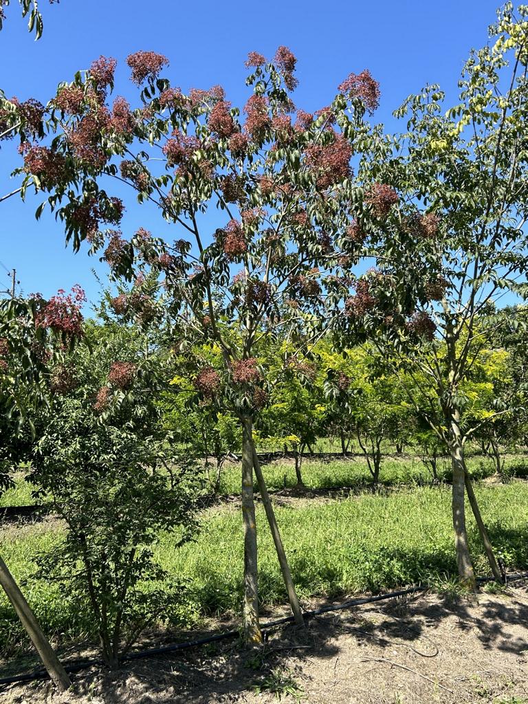 Zelkova serrata