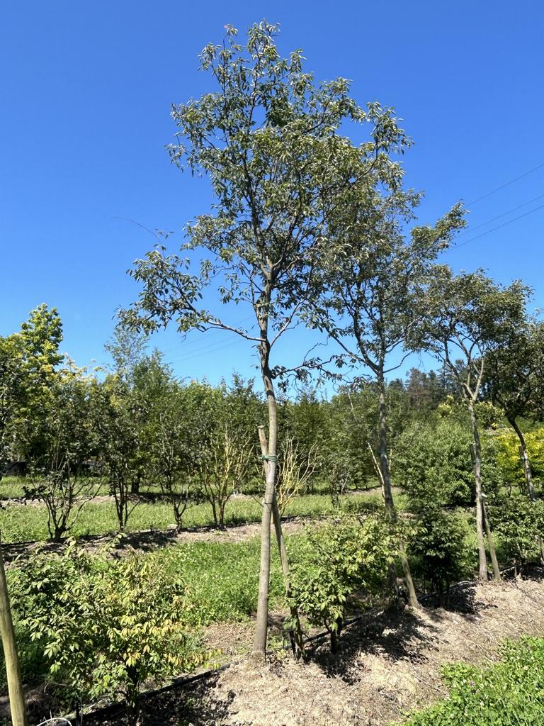 Amelanchier lamarckii