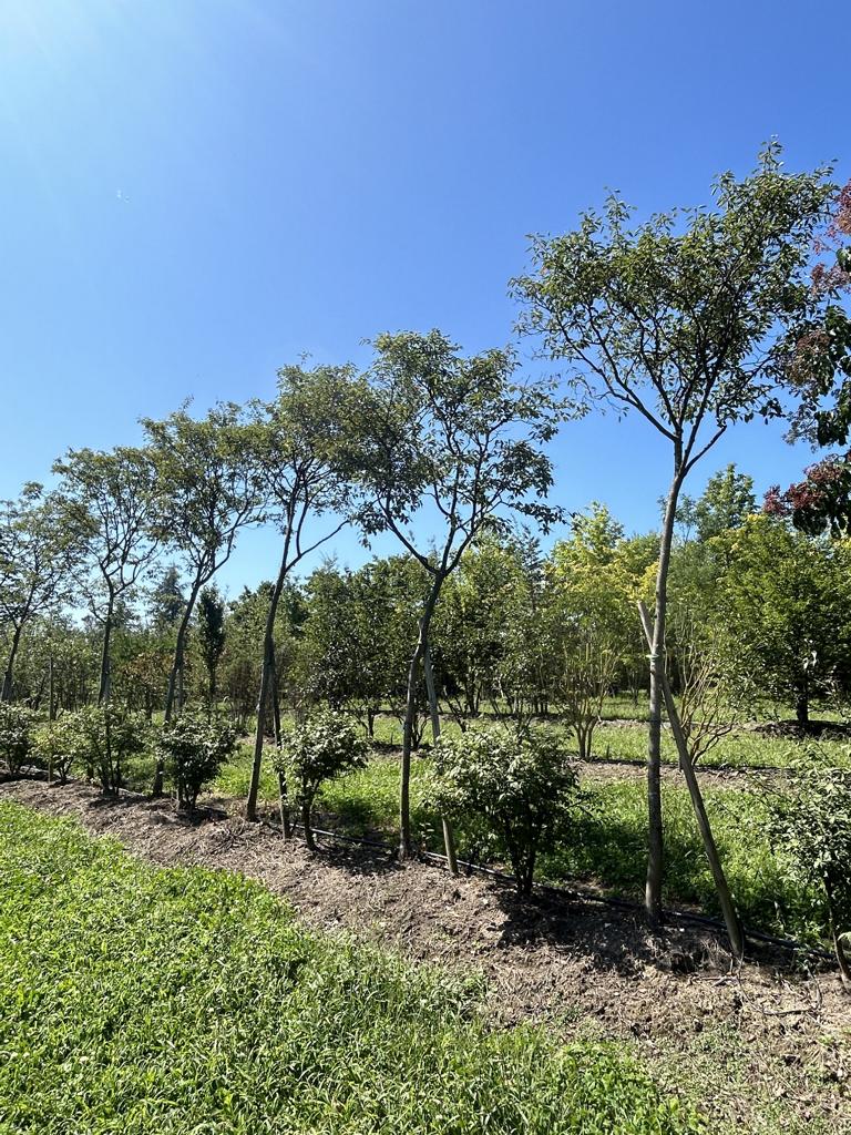 Amelanchier lamarckii