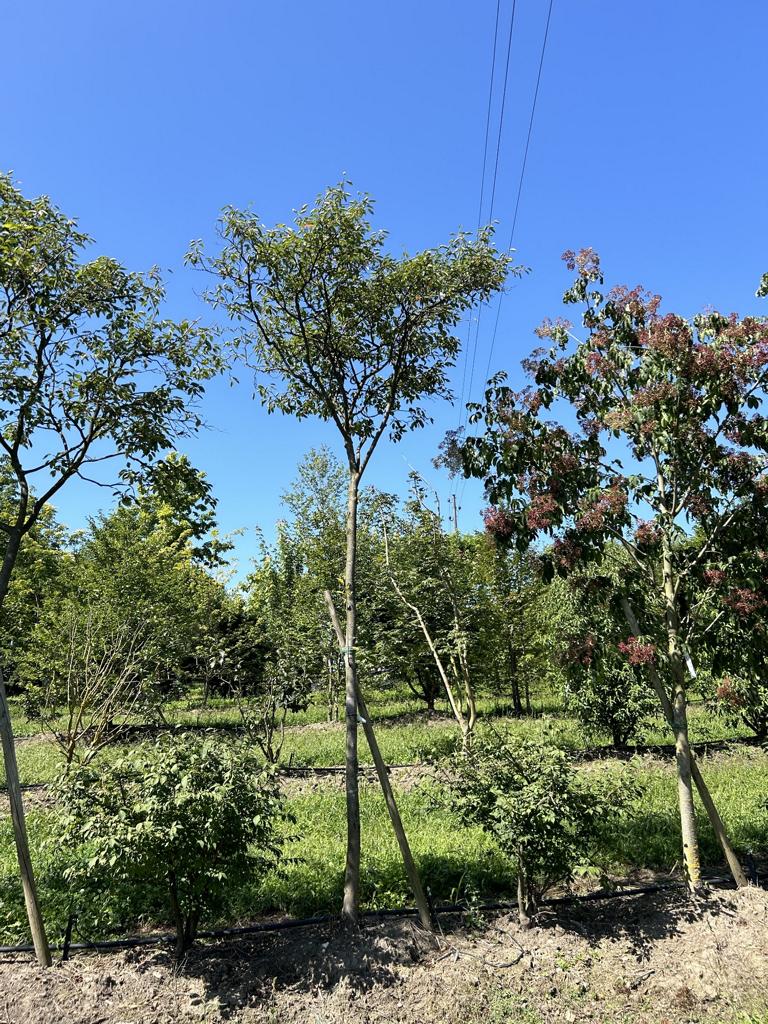 Amelanchier lamarckii