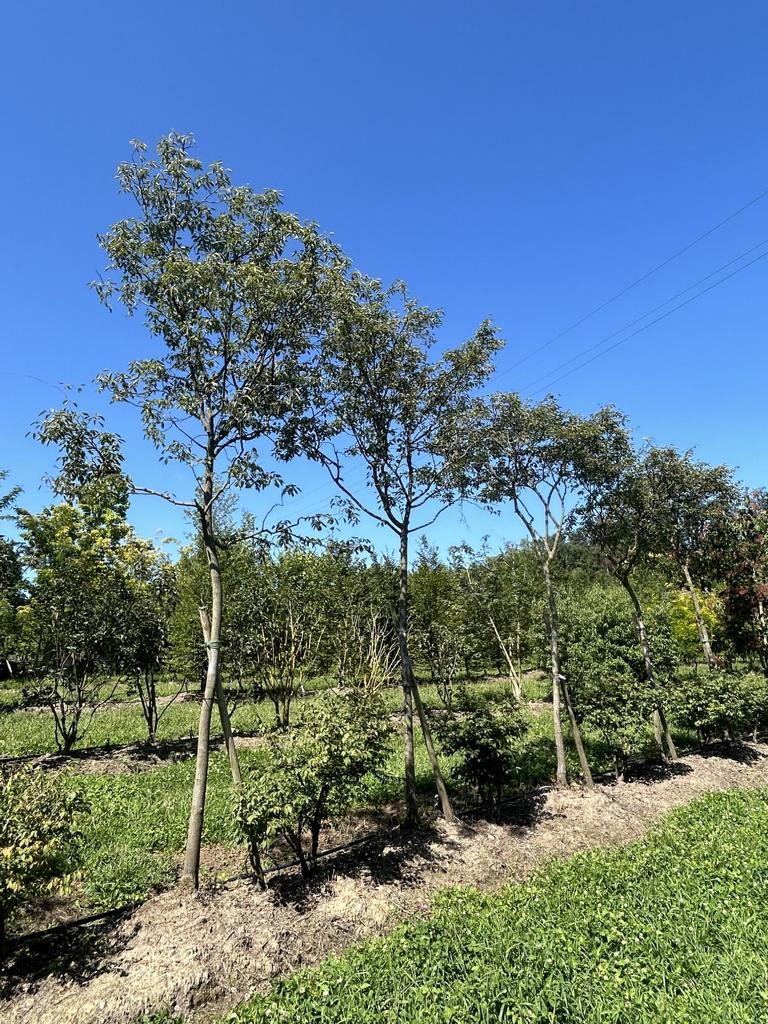 Amelanchier lamarckii