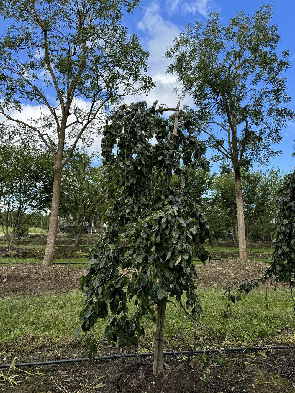 Fagus sylvatica 'Pendula'