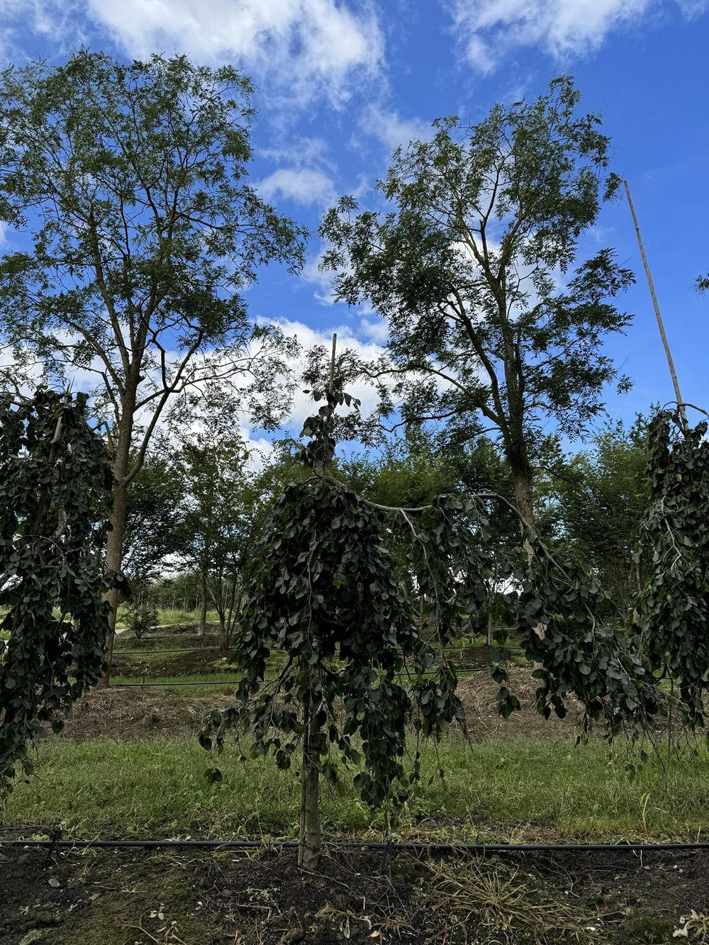 Fagus sylvatica 'Pendula'