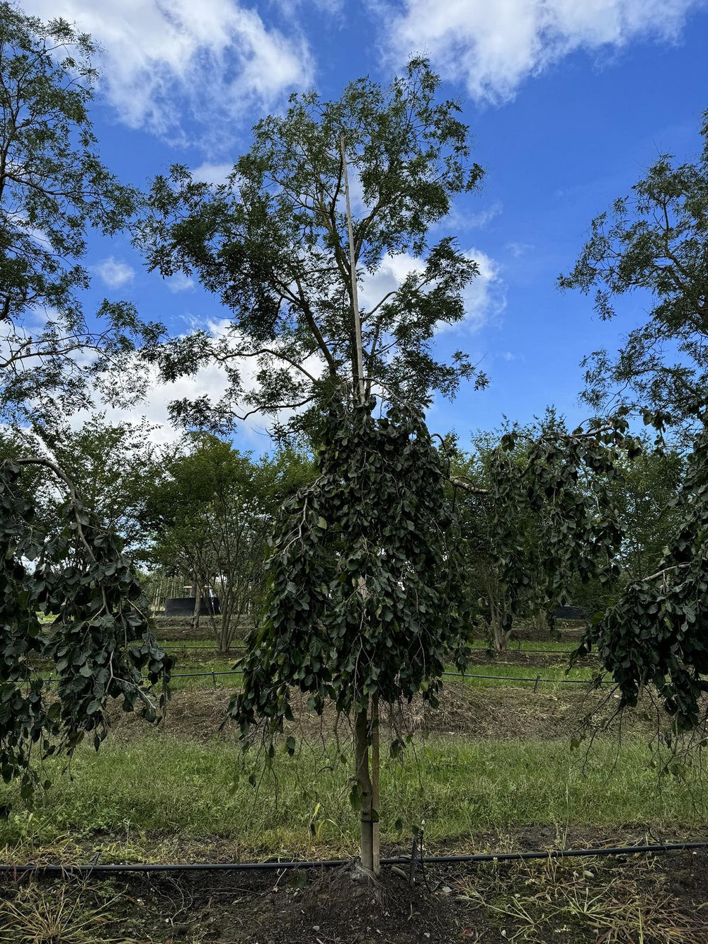 Fagus sylvatica 'Pendula'