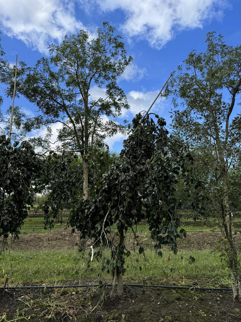 Fagus sylvatica 'Pendula'