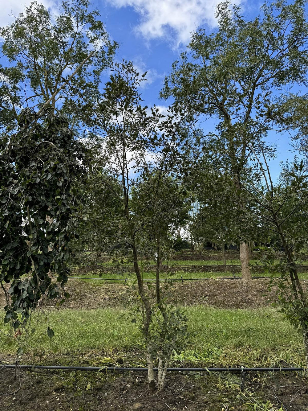 Alnus glutinosa 'Laciniata'