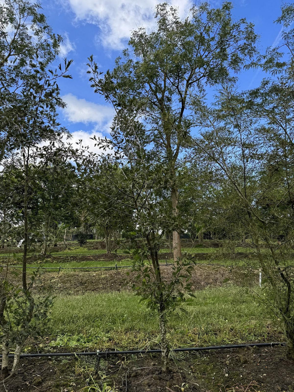 Alnus glutinosa 'Laciniata'