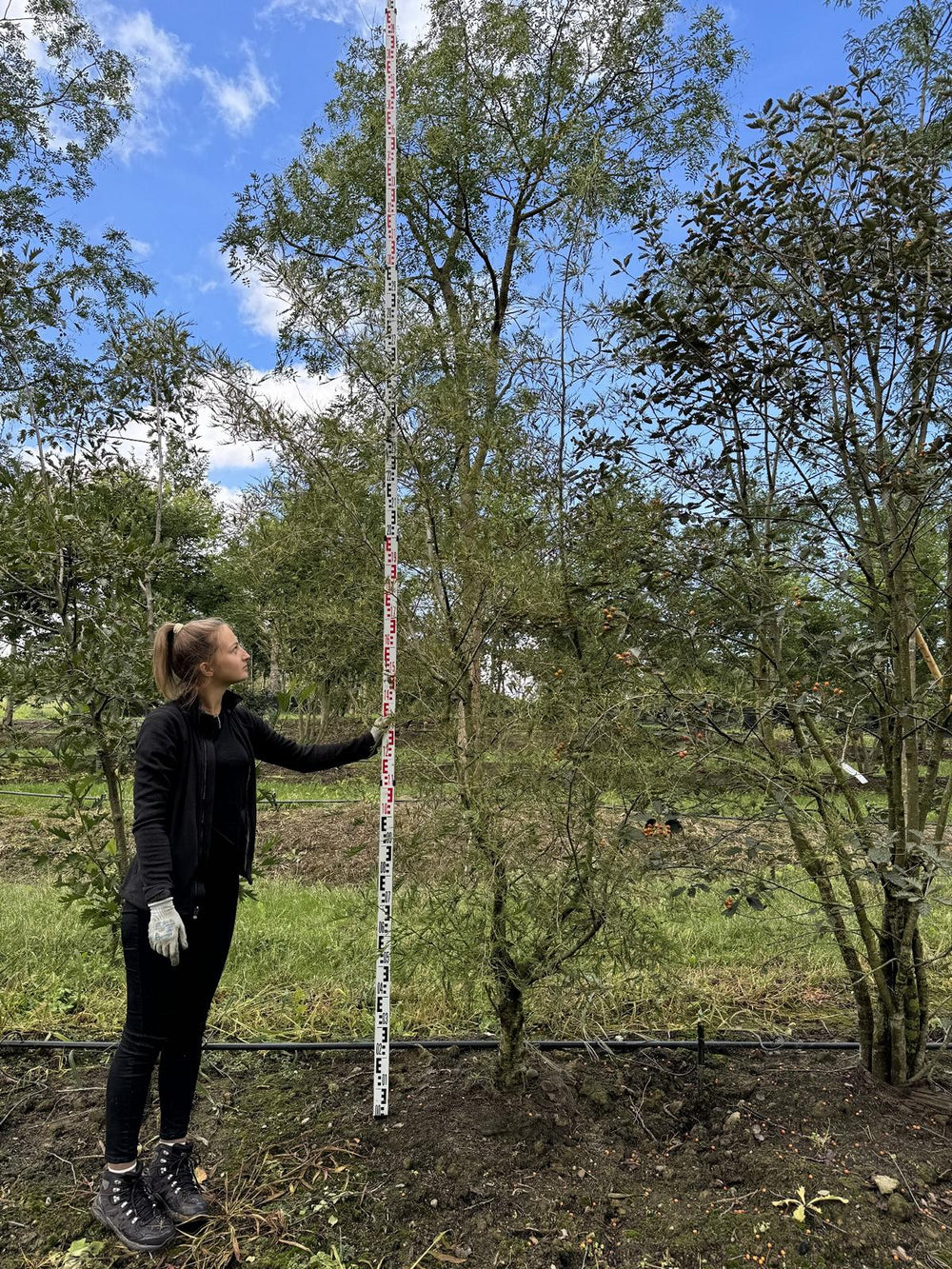 Alnus glutinosa 'Laciniata'