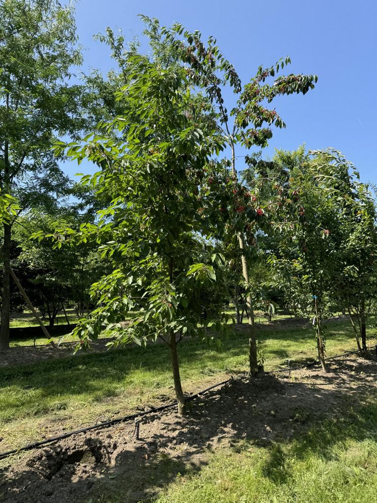 Prunus avium
