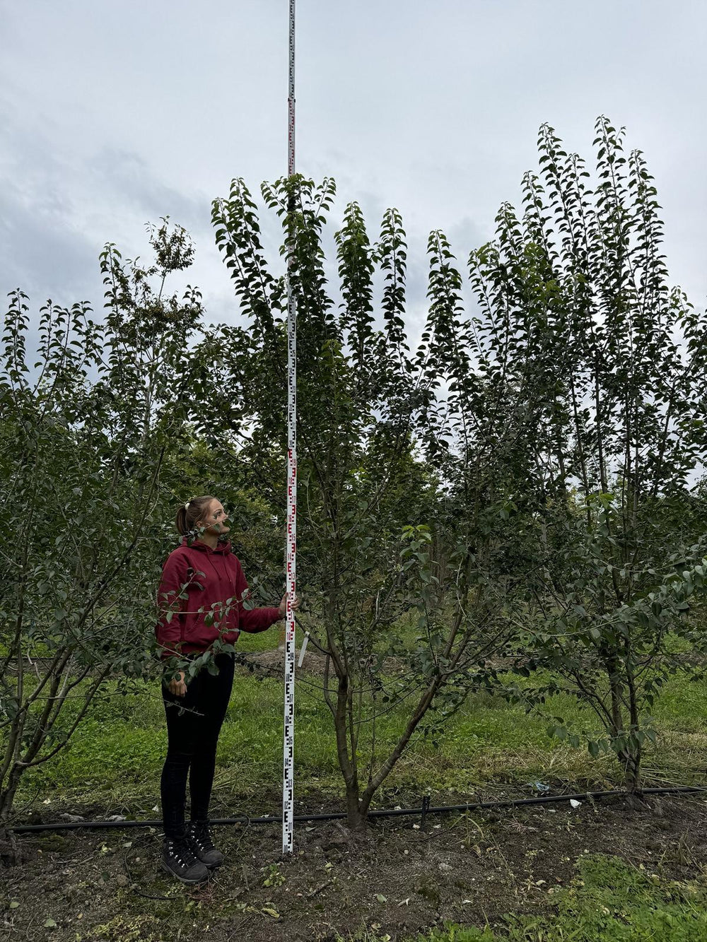 Prunus mahaleb