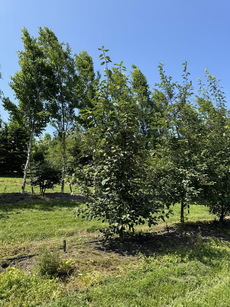 Prunus padus