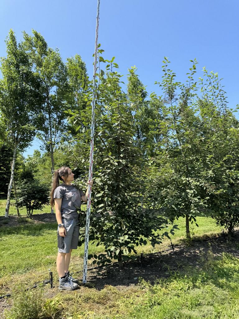 Prunus padus
