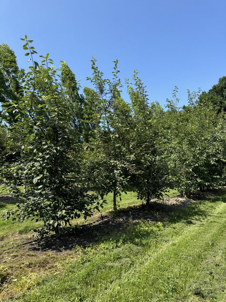 Prunus padus