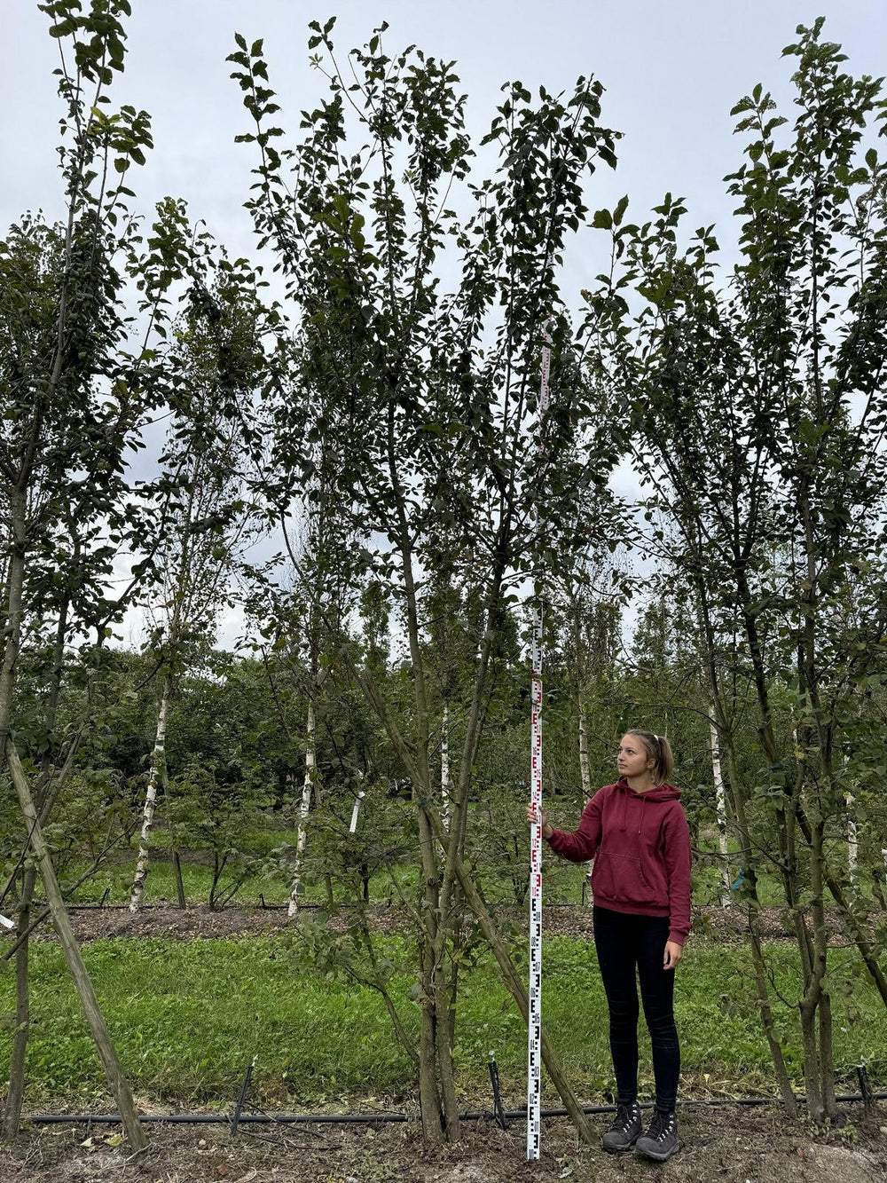 Prunus padus