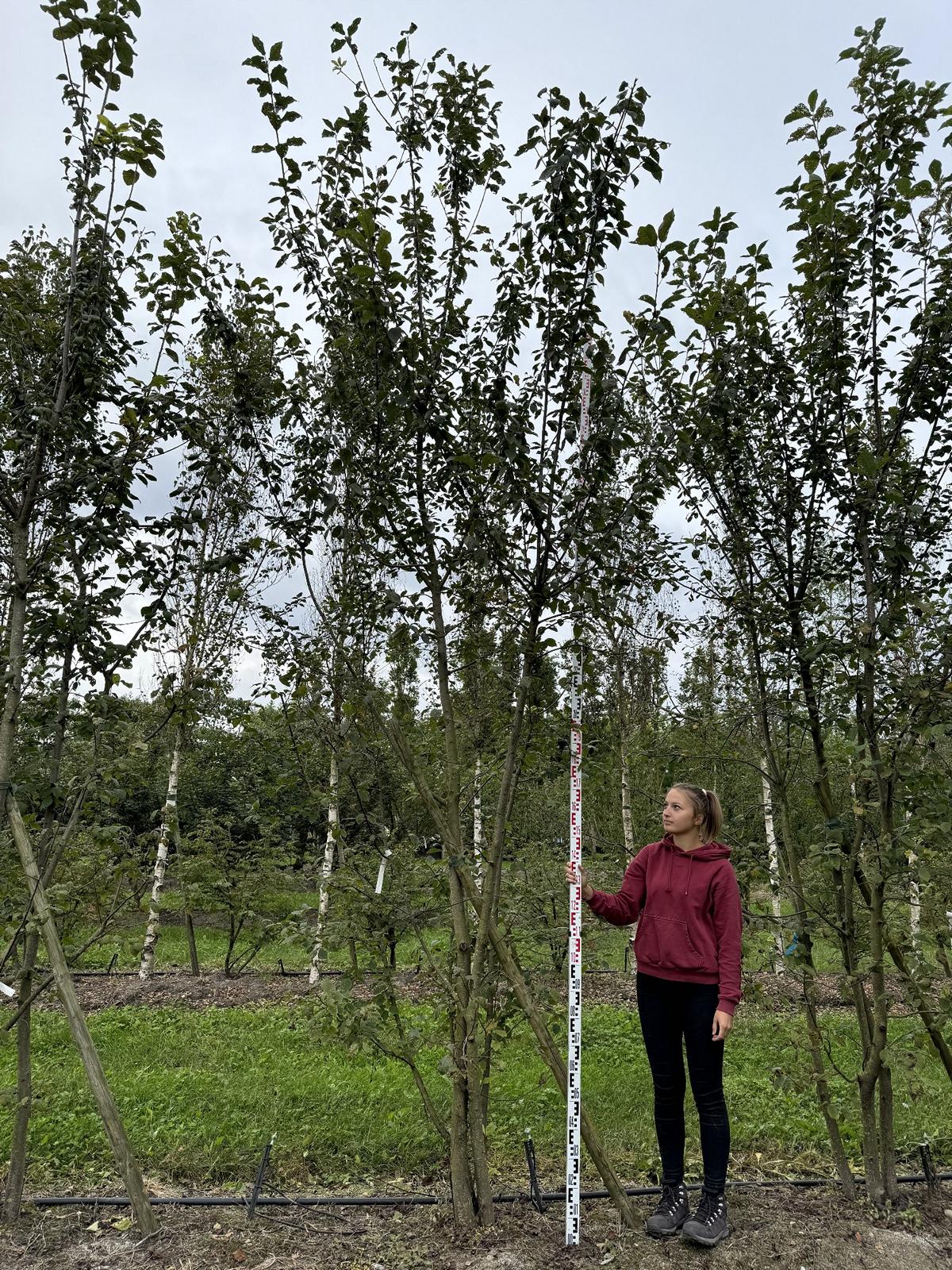 Prunus padus