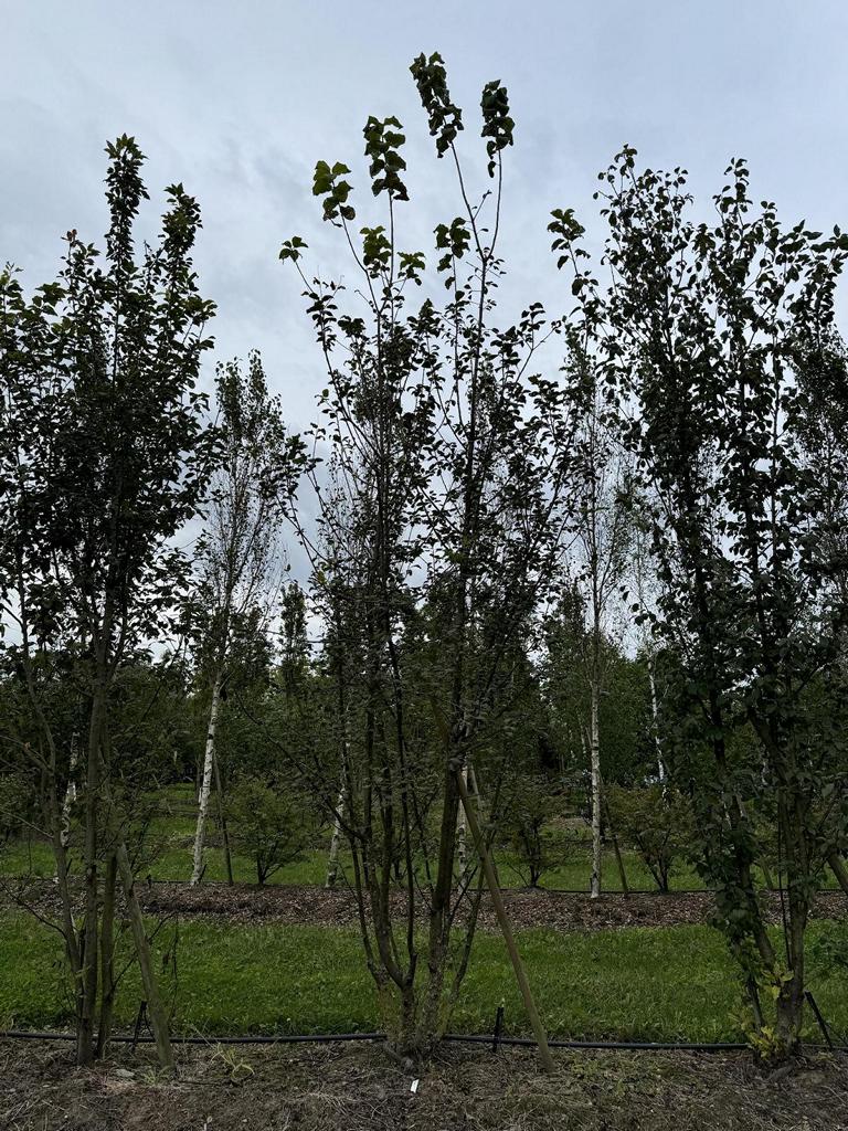 Prunus padus
