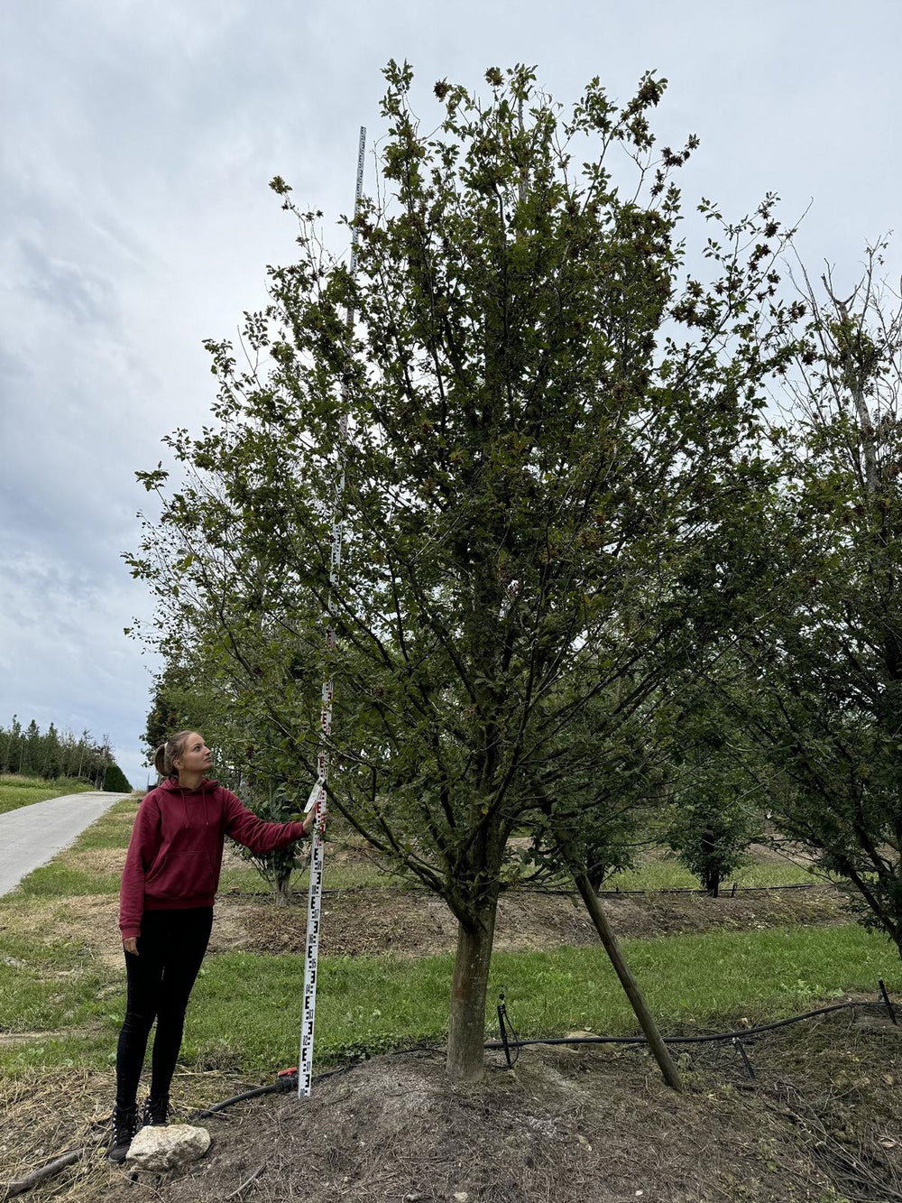 Carpinus betulus 'Quercifolia'