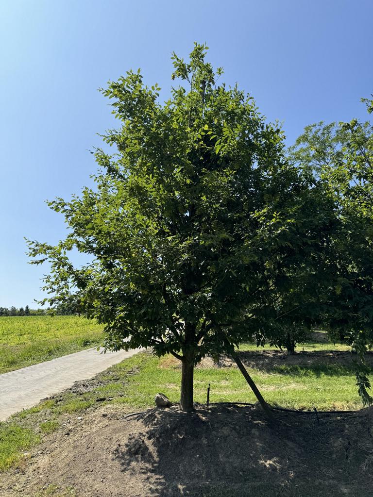 Carpinus betulus 'Quercifolia'