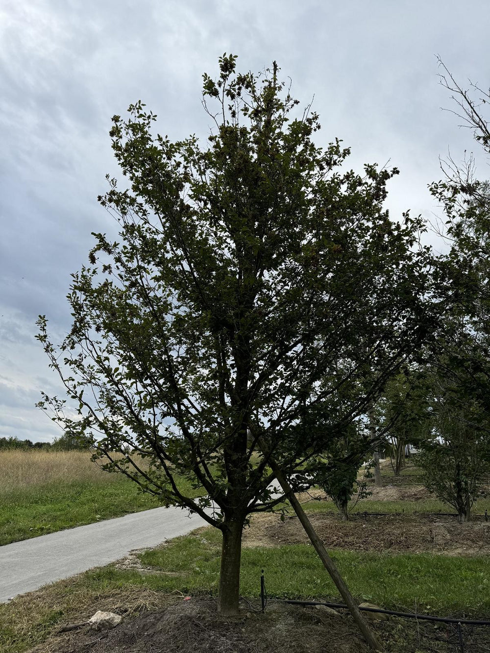 Carpinus betulus 'Quercifolia'