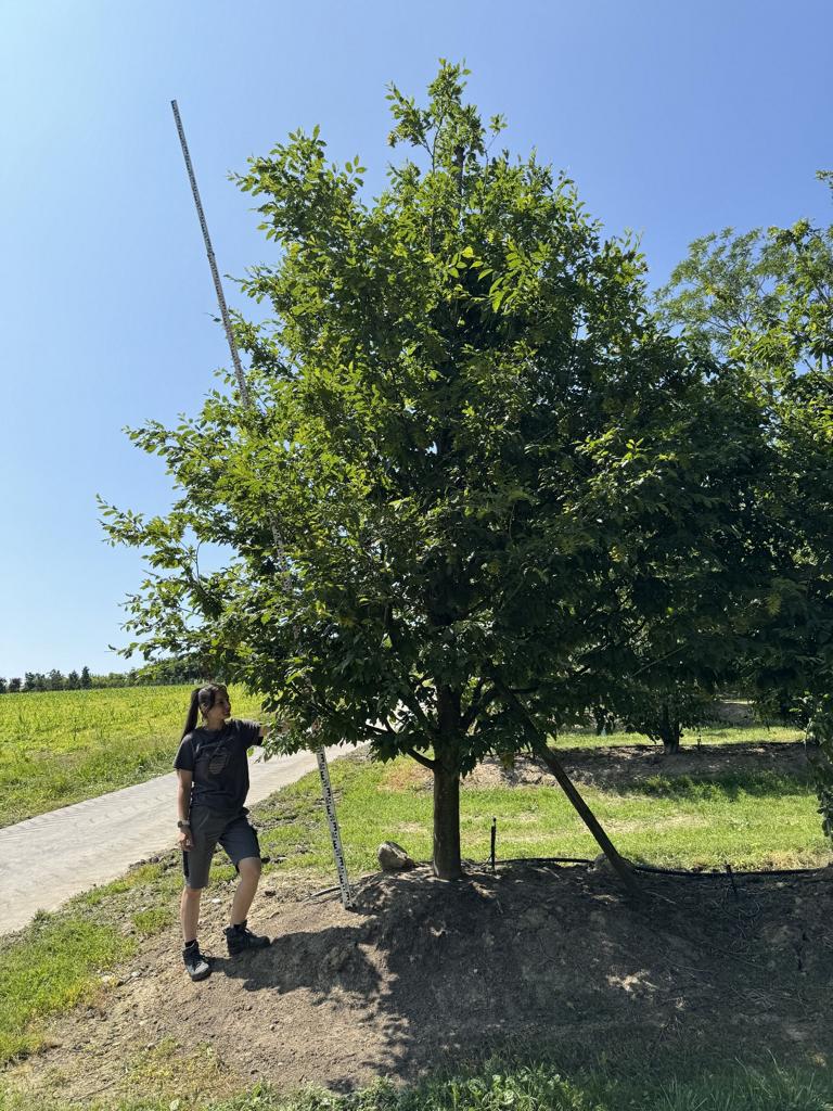 Carpinus betulus 'Quercifolia'