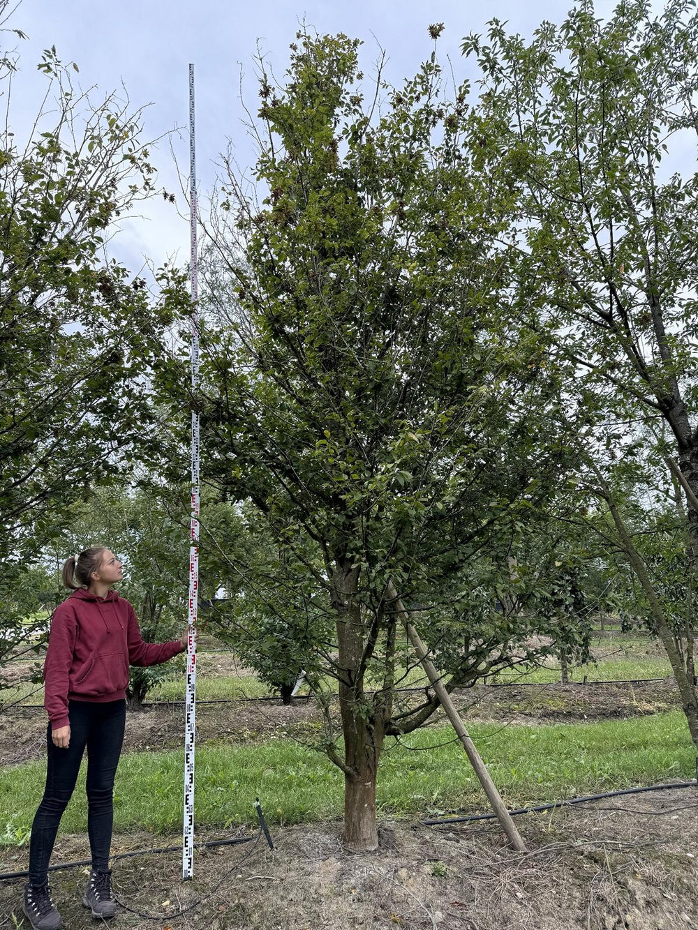 Carpinus betulus 'Quercifolia'