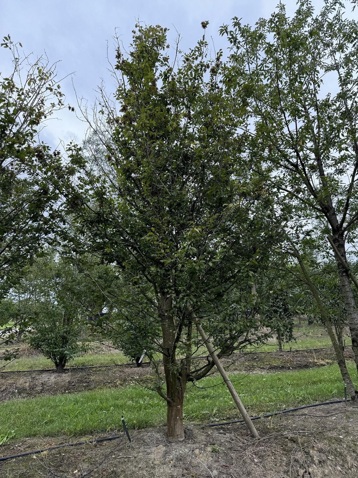 Carpinus betulus 'Quercifolia'