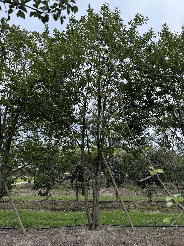 Prunus avium 'Plena'