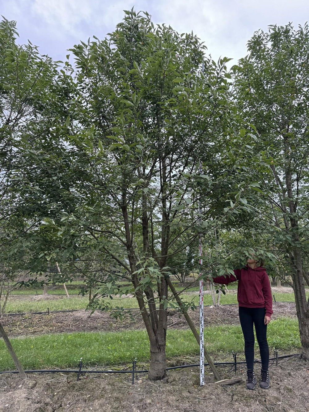 Prunus avium 'Plena'