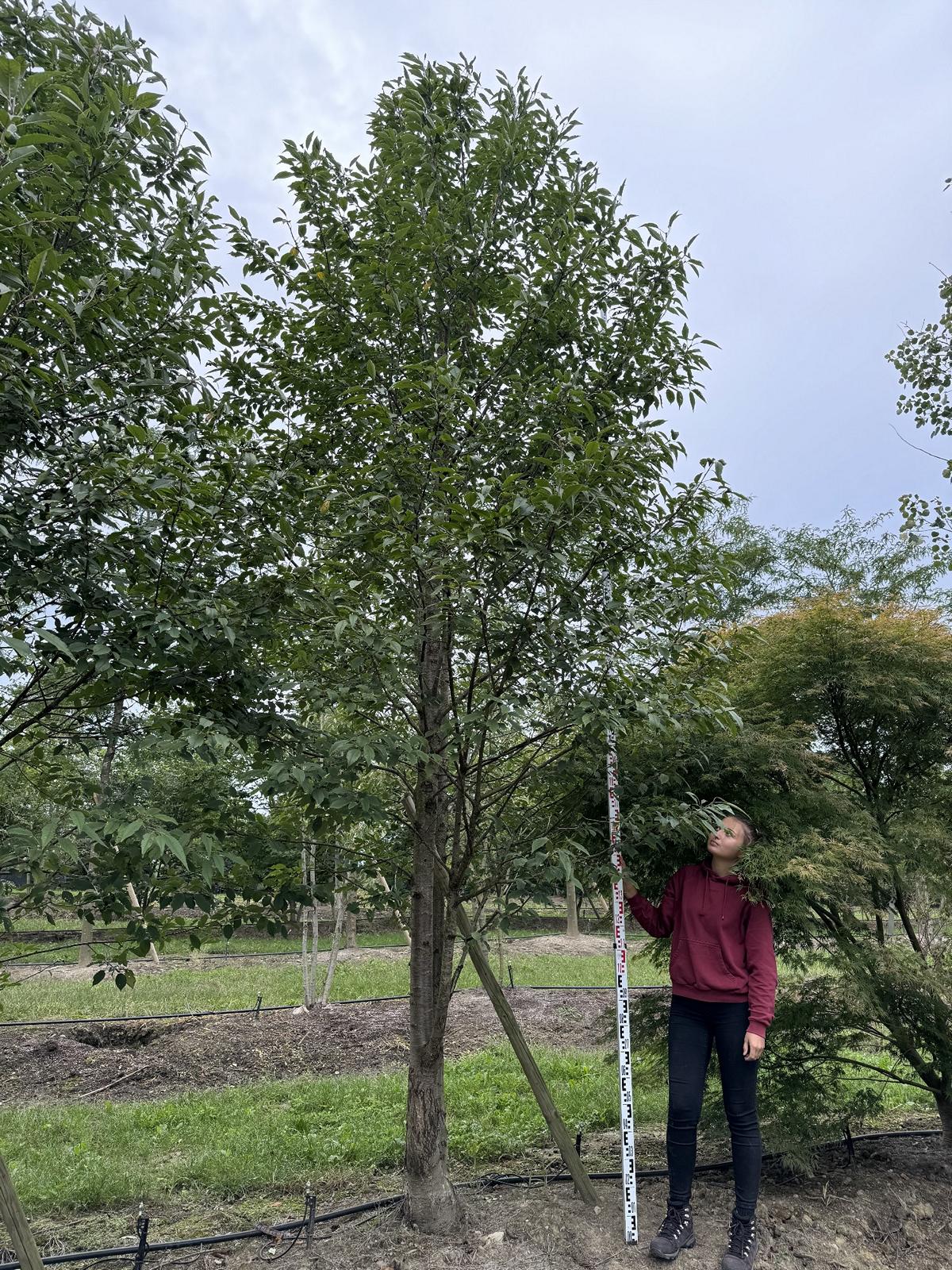 Prunus avium 'Plena'