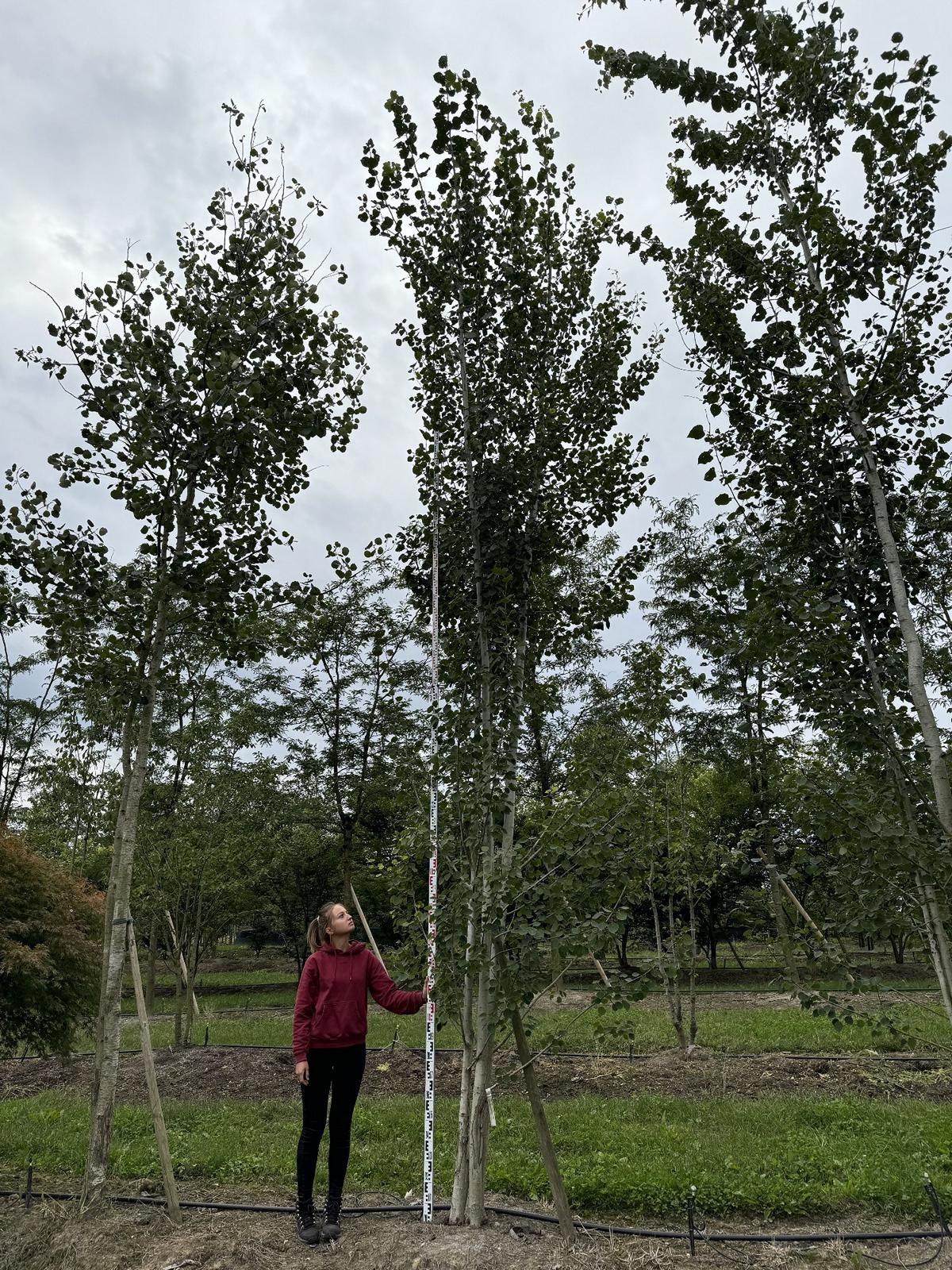 Populus tremula