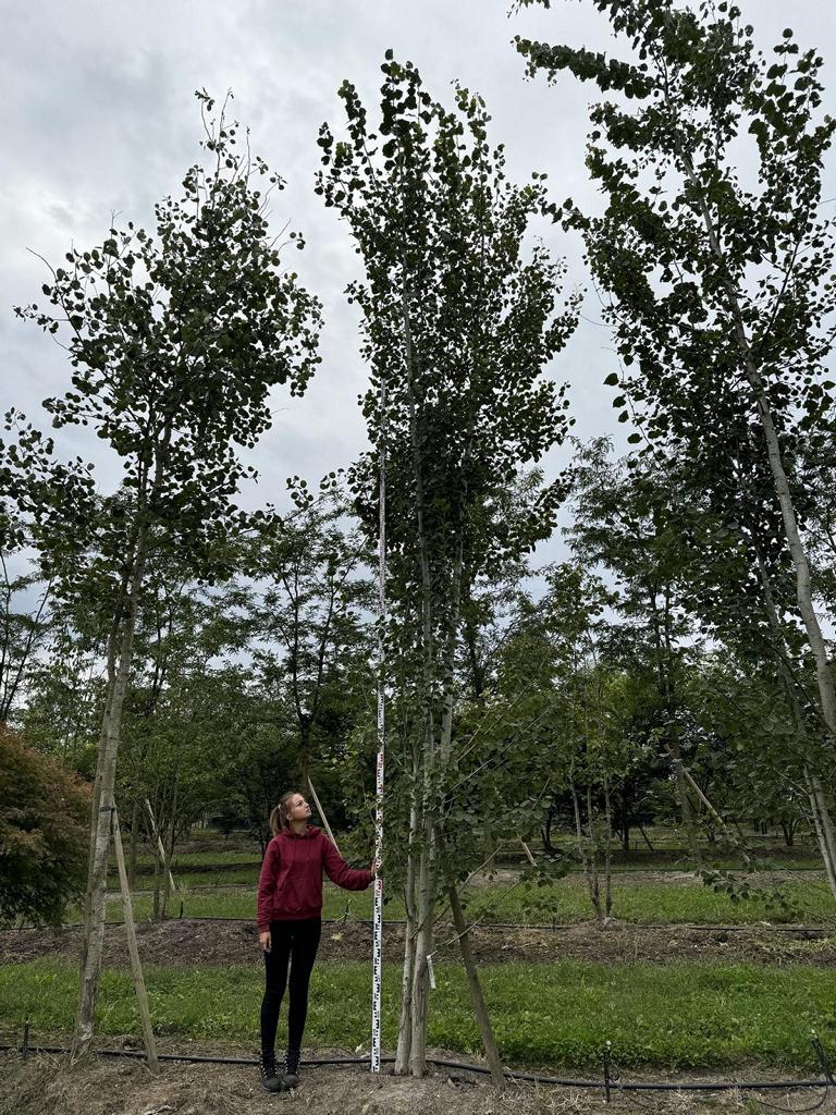Populus tremula