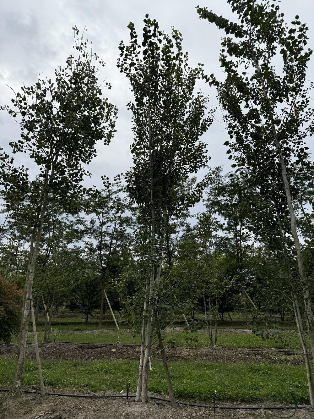 Populus tremula