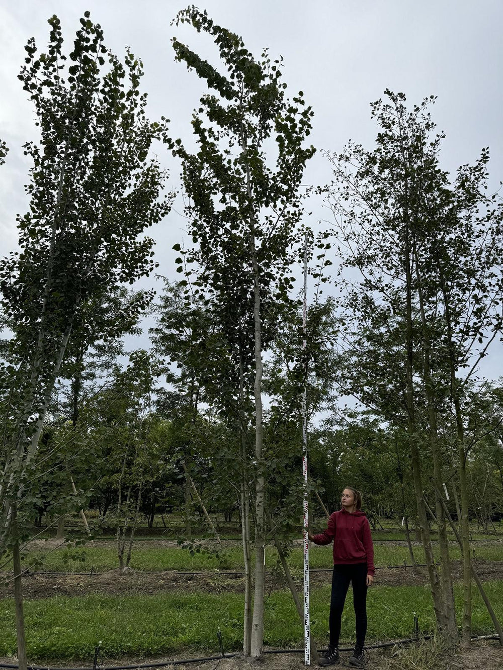 Populus tremula