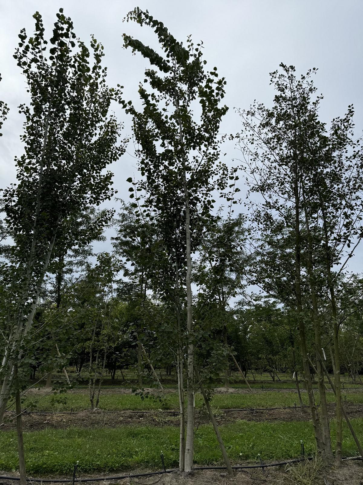 Populus tremula