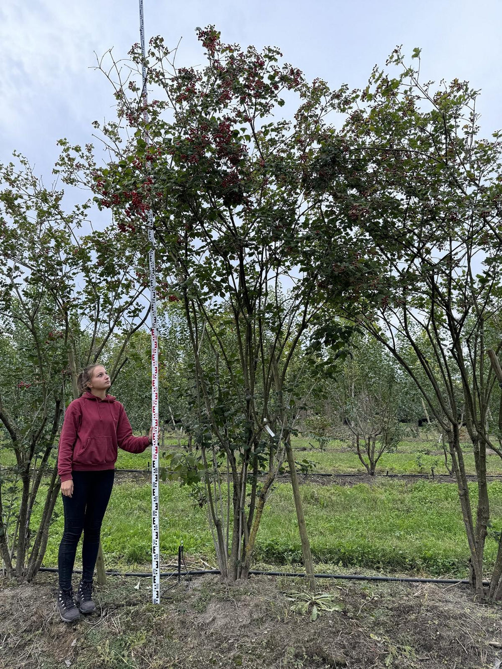 Viburnum opulus