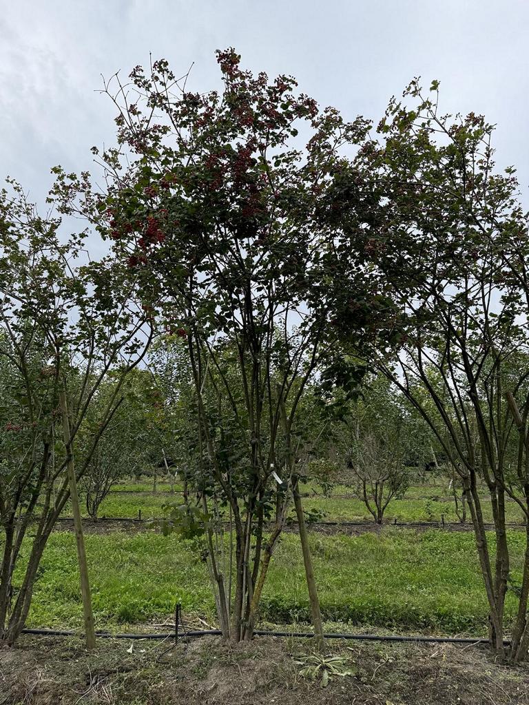 Viburnum opulus