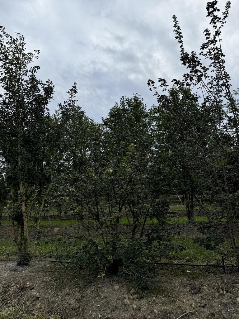 Acer campestre