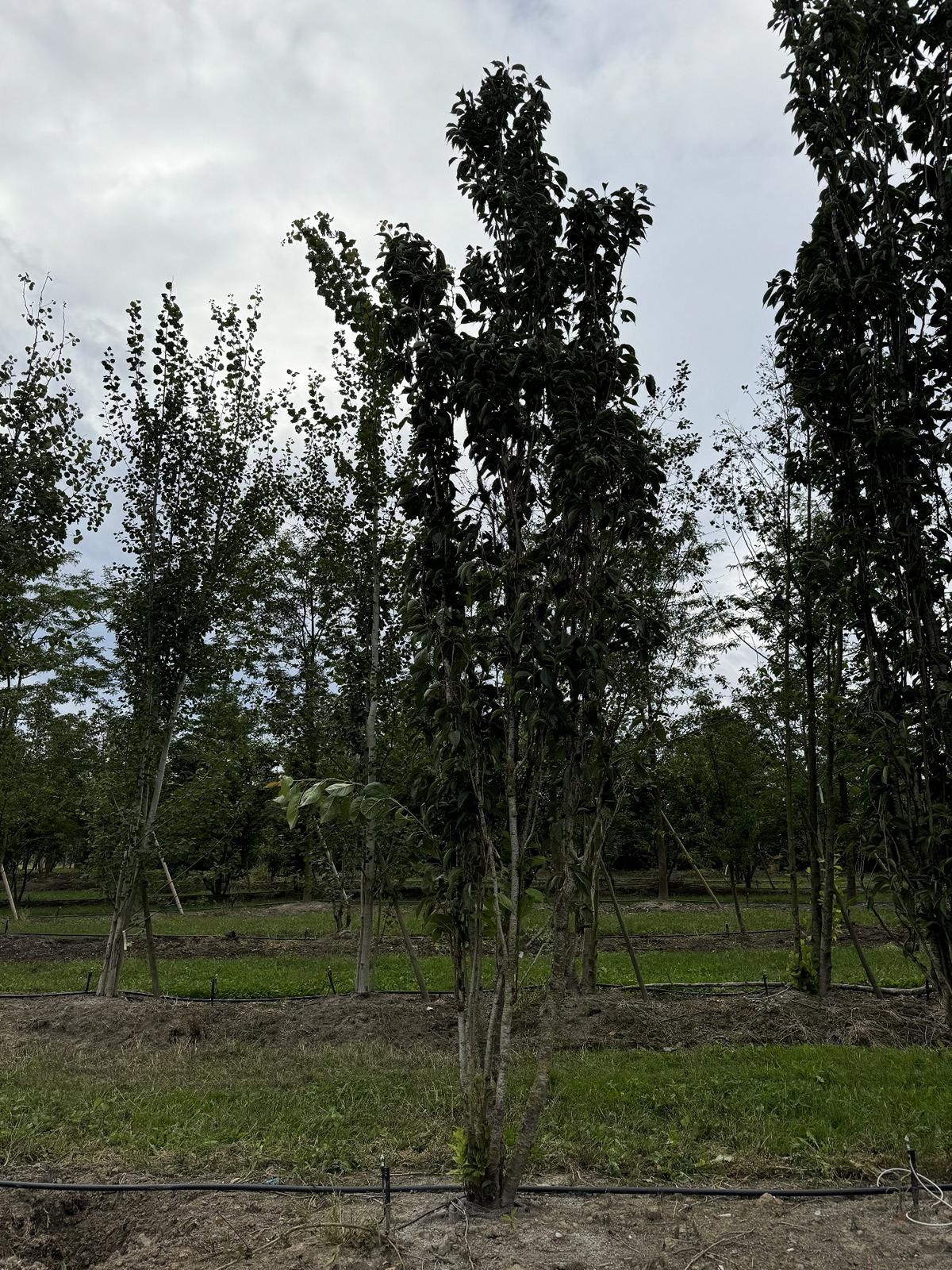 Prunus serrulata 'Amanogawa'