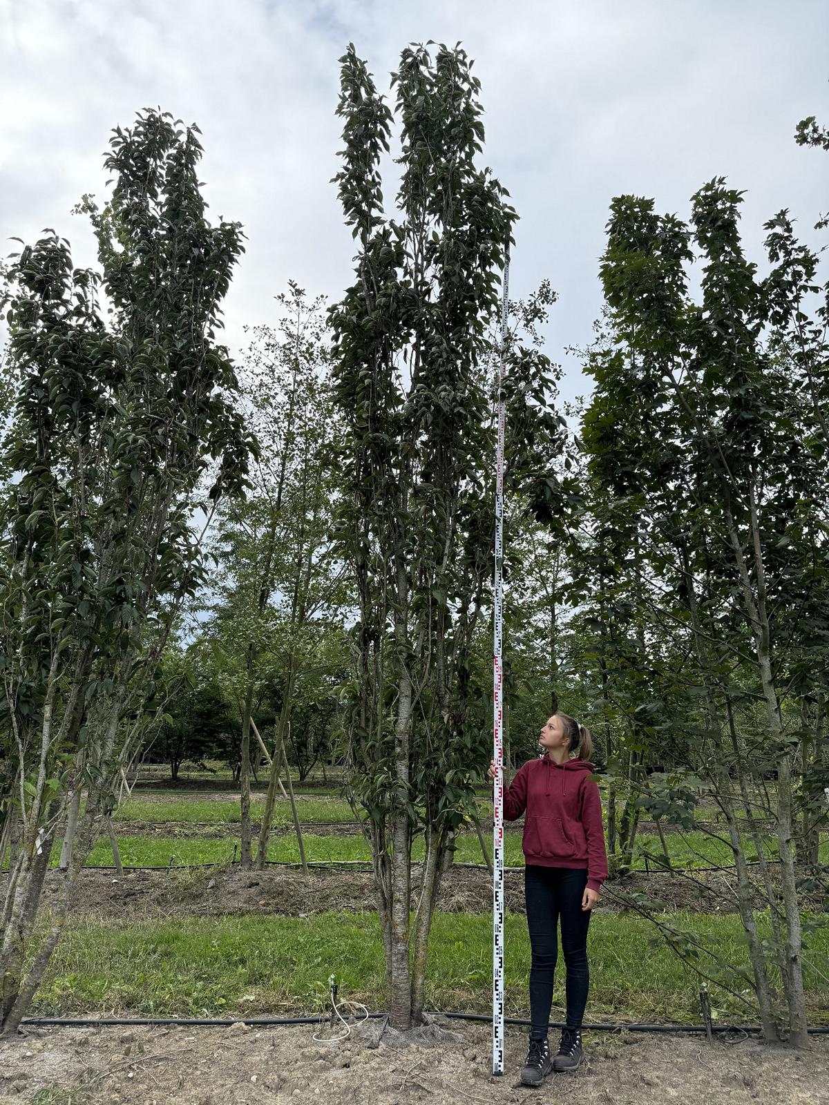 Prunus serrulata 'Amanogawa'