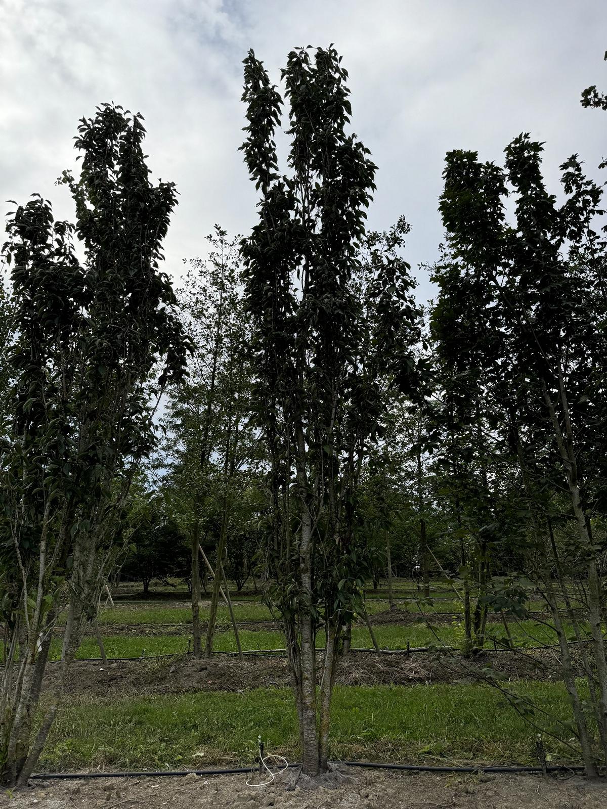 Prunus serrulata 'Amanogawa'