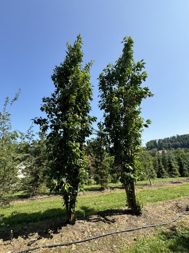 Prunus serrulata 'Amanogawa'