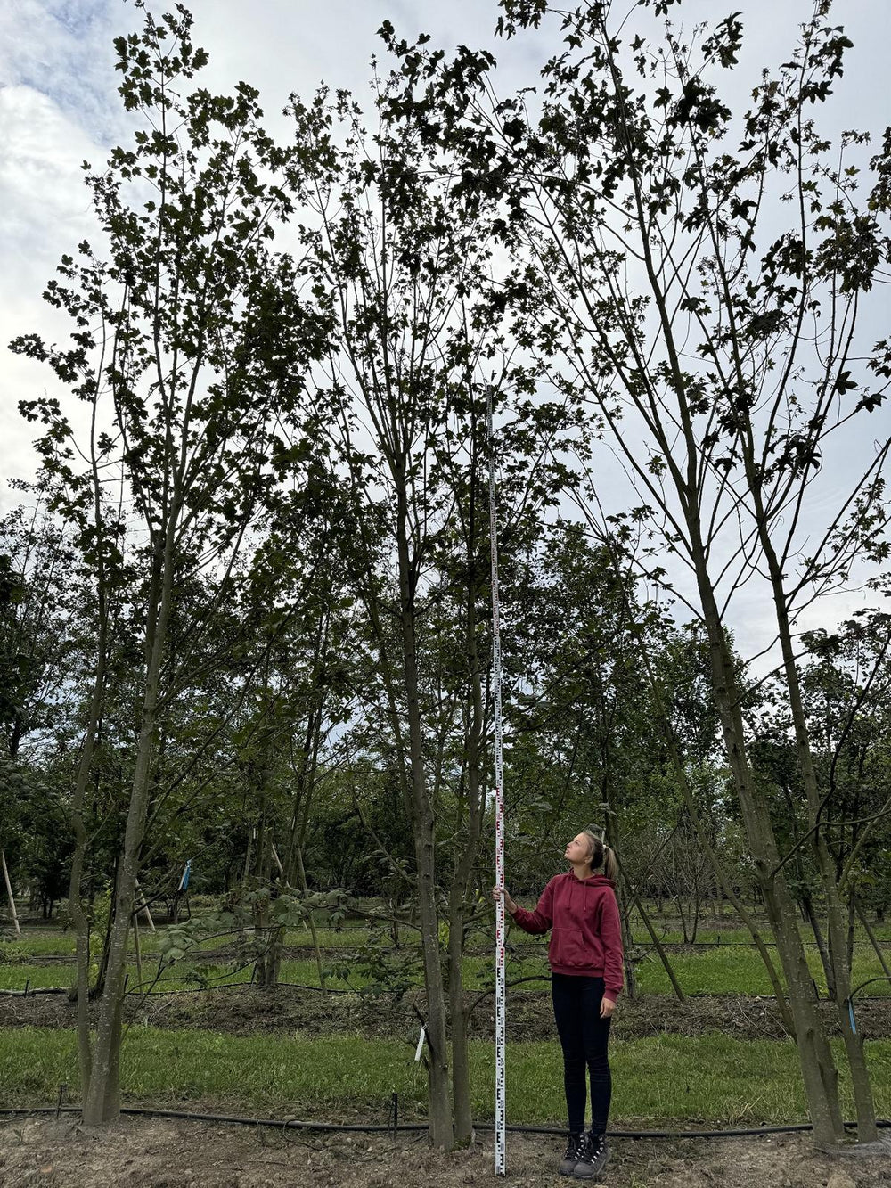 Acer pseudoplatanus