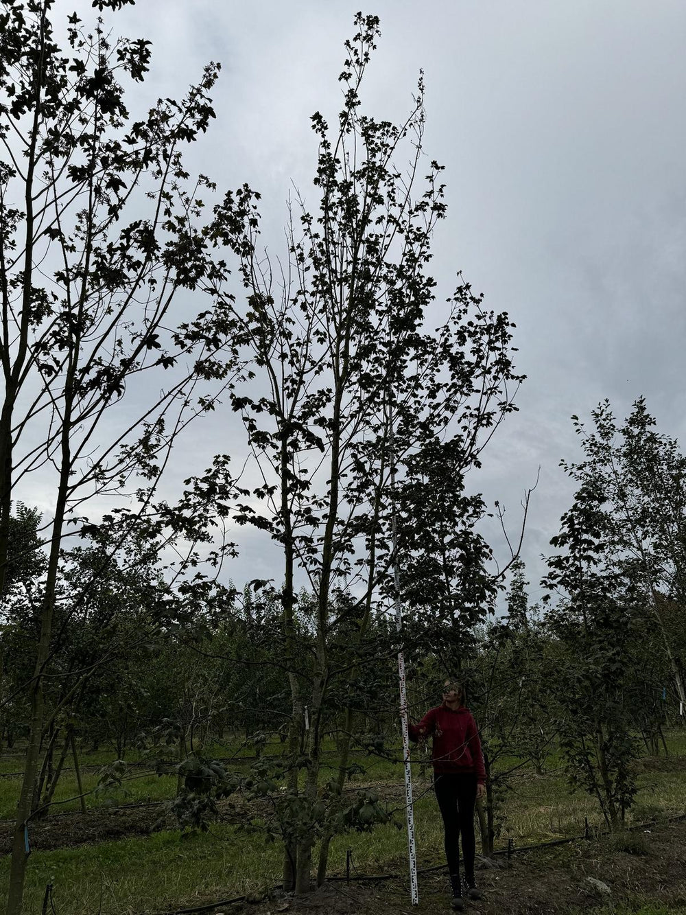 Acer pseudoplatanus