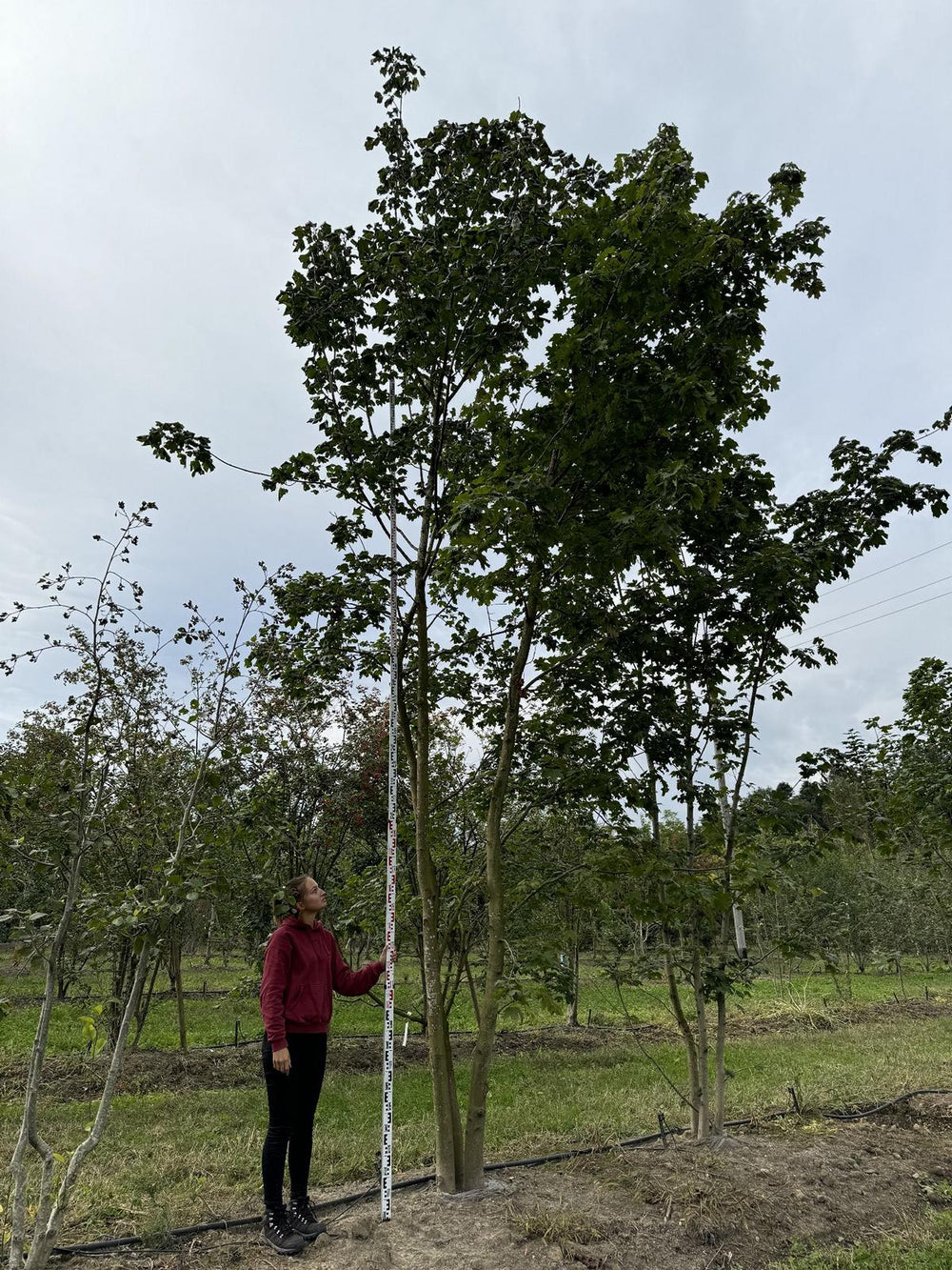 Acer pseudoplatanus