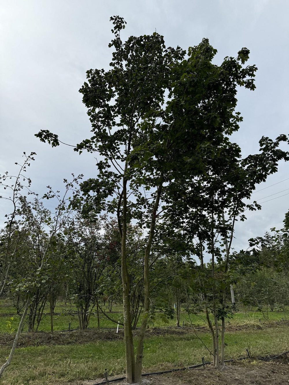 Acer pseudoplatanus