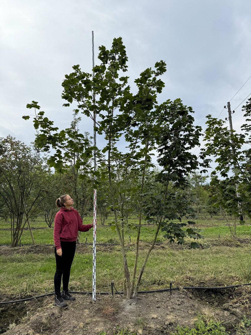 Acer platanoides