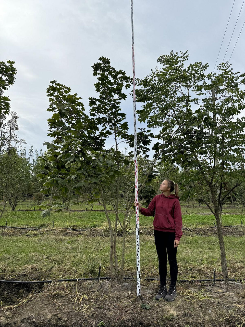 Acer platanoides