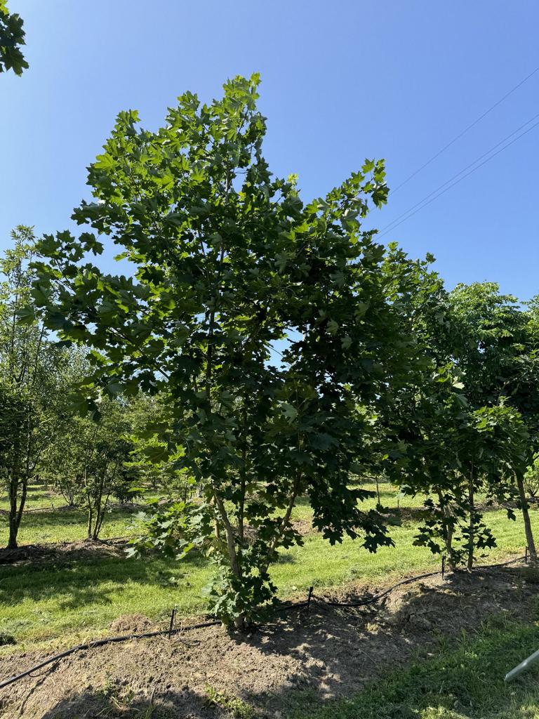 Acer platanoides
