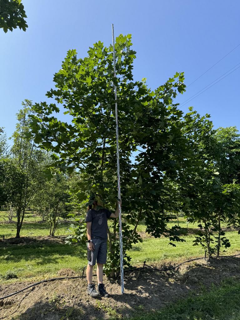 Acer platanoides